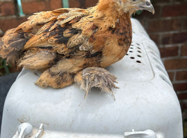 Bantam chicks 4 for &pound;50
