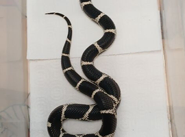 2023 female chain kingsnake