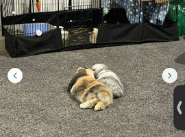 X2 mini pops for rehome