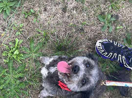Stunning blue female schnoodle