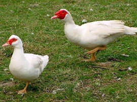 White Muscovy  Ducks