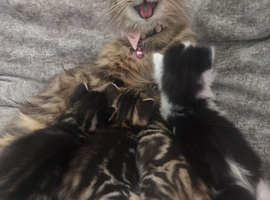 Long haired Doll faced Persian X4 kittens cross
