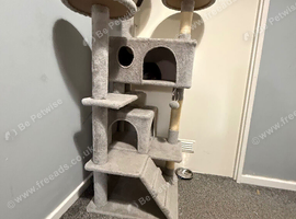 3 male kittens