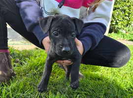 Working Patterdale dog pup