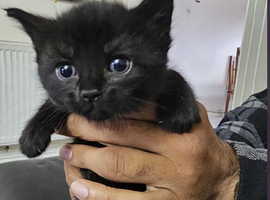 a baby kitten.
