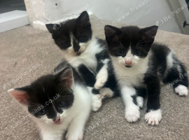 beautiful black and white kittens
