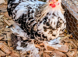 Perkin Bantam MALE