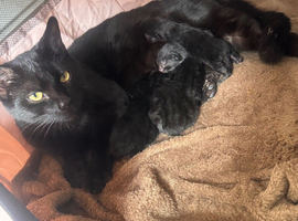 3 beautiful kittens ready to go in 3 weeks