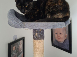 2 year old female cat