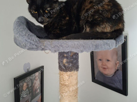 Black and ginger female