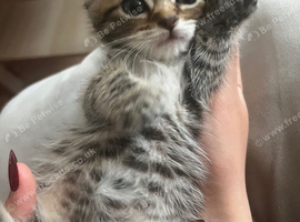Adorable, healthy kittens looking for their forever homes! ️
