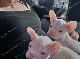 2 male pups looking for new home