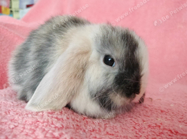 Selection of mini lop babies available