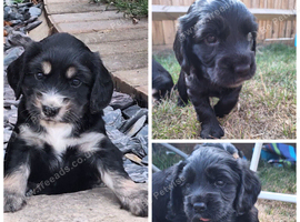 Cocker spaniel puppies for sale