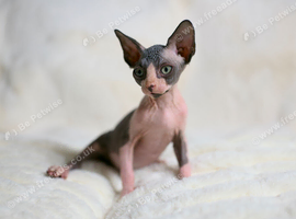 Sphynx Kittens