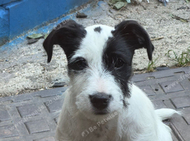 Jack tzu Bella