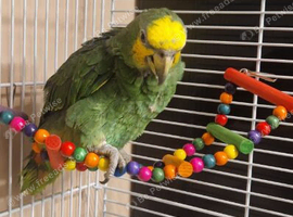 Amazon Parrot For Sale