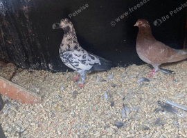 Tippler pigeons and equipment