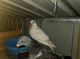 Young pigeons