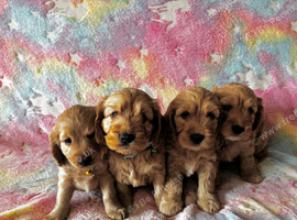 Beautiful Cockapoo puppies (Only little boy left)