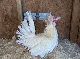 White frizzle polish cockerel