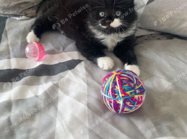 Beautiful fluffy kitten