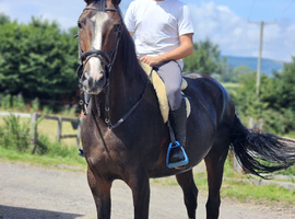 Beautiful warmblood gelding