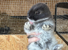 Beautiful Blue Otter Netherland Dwarf
