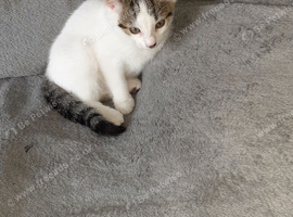 10 month old male kitten