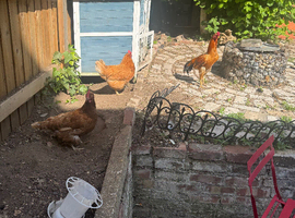 Chicken