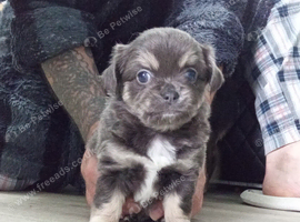 Chihuahua pups