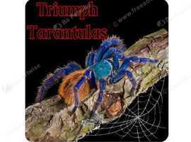 Tarantulas for sale black Friday deal