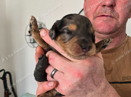 Puppies for sale