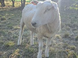 5 friendly Romney X  shearlings
