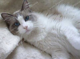 Bi-Colour Ragdoll Male
