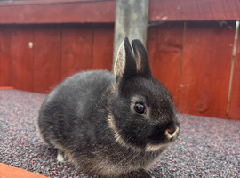 Beautiful black otter Netherland dwarf