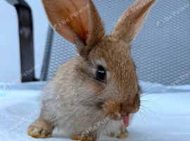 Continental Giant X New Zealand White Bunnies