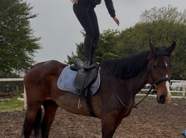 17.2hh draft mare , weight carrying ,novice ride