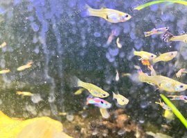 Guppies. Many shapes, sizes, colours. male and female