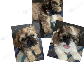 Shih Tzu puppies