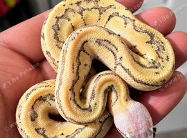 Royal Pythons