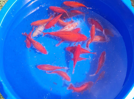 Goldfish For Sale