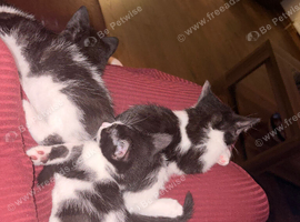 Three gorgeous boy kittens