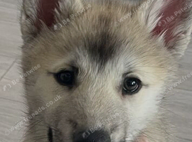 Ready now! Only 1 female left!!!!7 chunky husky puppies