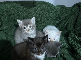 4 Stunning Siamese Mixed Kittens