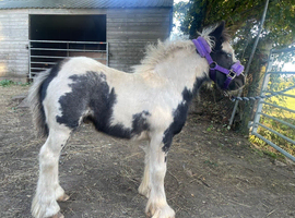 2 colt foals