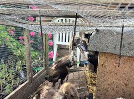 Runner duck ducklings