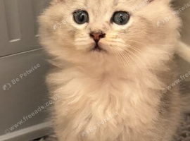 2 x British longhair x Mainecoon Males