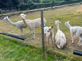 Trio of female alpacas for sale