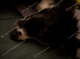 15 week old male border collie